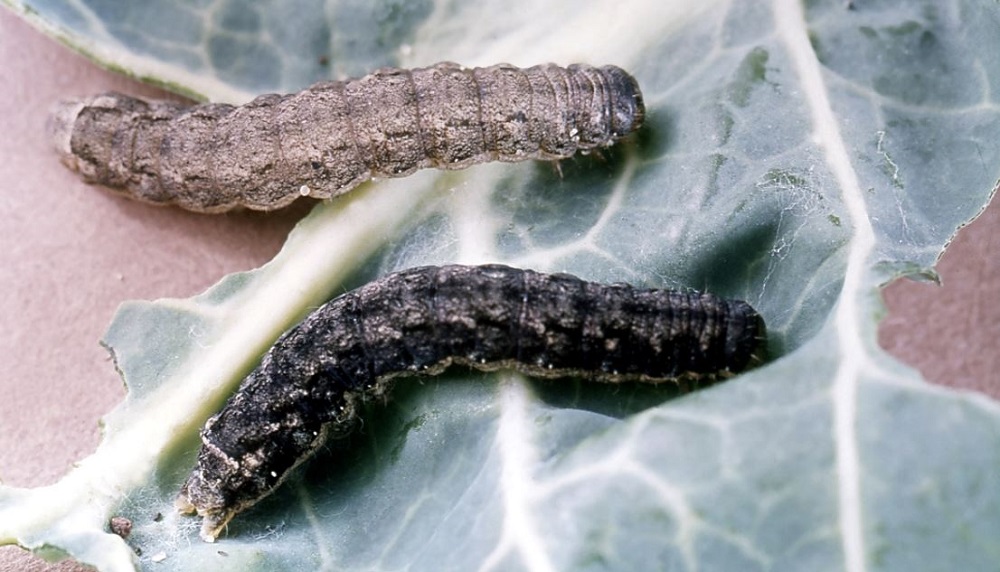 Cabbage moth larvae on a brassica leaf.